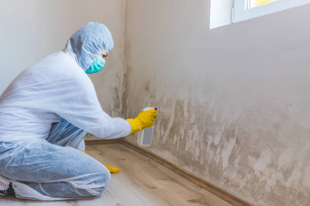 Licensed Mold Testing service in Spring Lake, MI - WQB Mold Removal